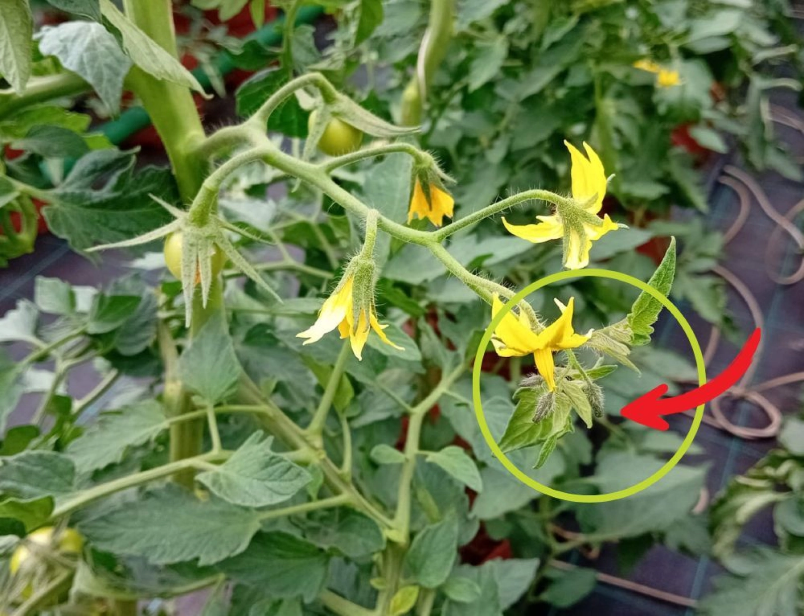 De ce este necesară scurtarea inflorescenței la tomate pentru o producție mai bună?