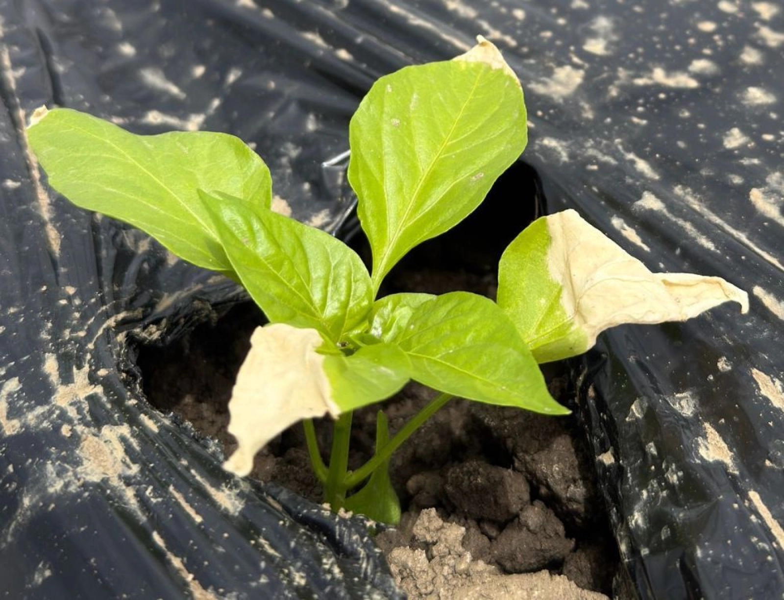 Ce se întâmplă dacă plantezi un răsad de ardei mic în solar?