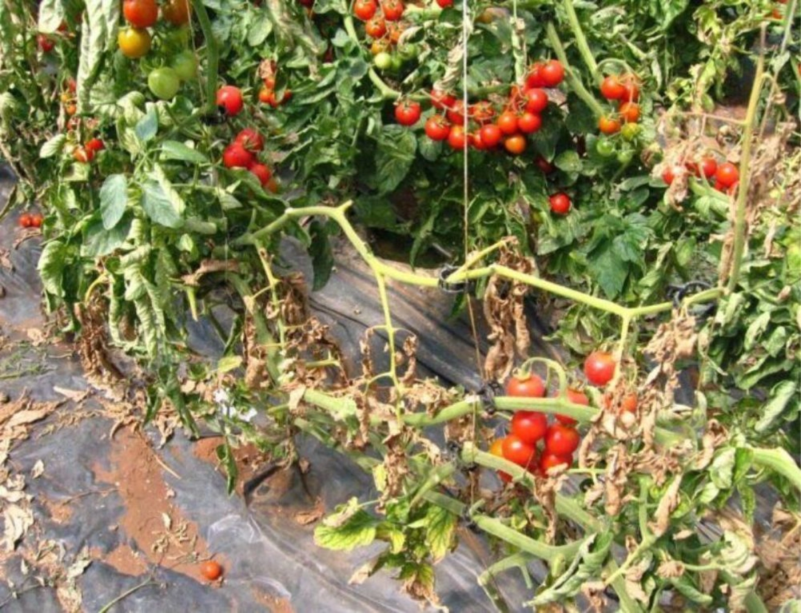 Ofilirea bacteriană a tomatelor – Clavibacter michiganensis