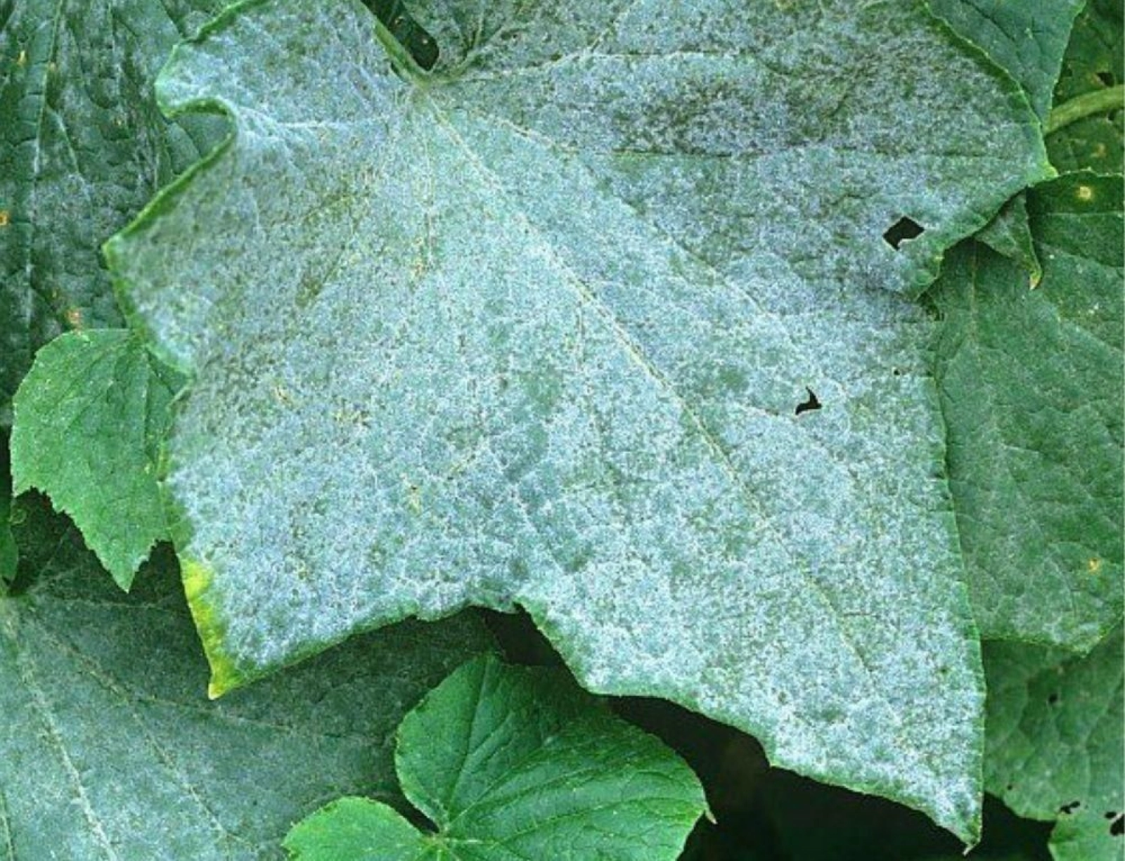 Făinarea la cucurbitaceae- Sphaerotheca fuliginea