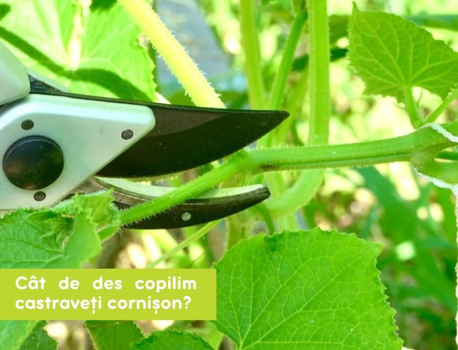 Cât de des copilim castraveții cornișon?