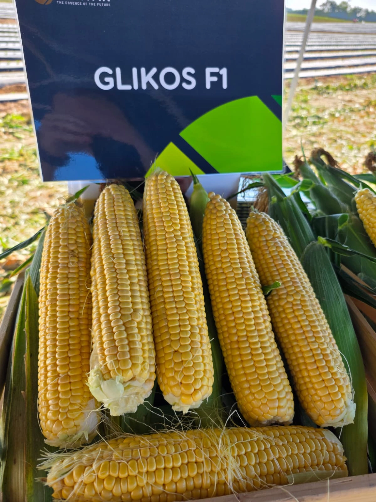 GLIKOS F1-2