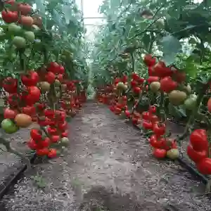 MOLDOVEANU F1