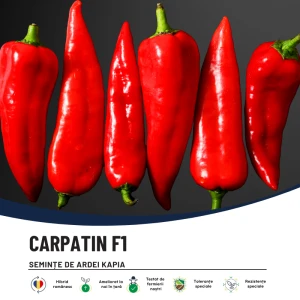 CARPATIN F1