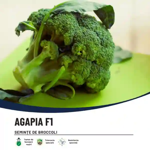 AGAPIA F1-main