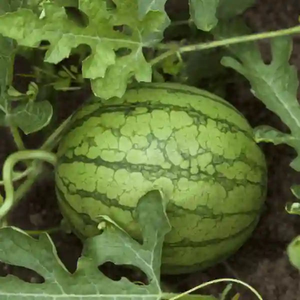 DANUBIANA F1