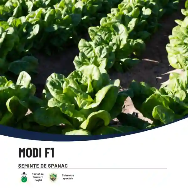 MODI F1-main