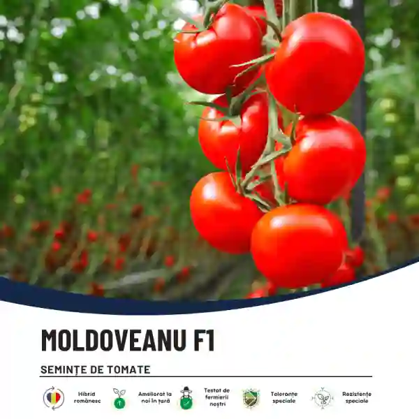 MOLDOVEANU F1-main