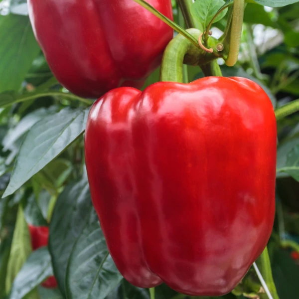 RUBENA F1 (HEK20P420 F1)-main