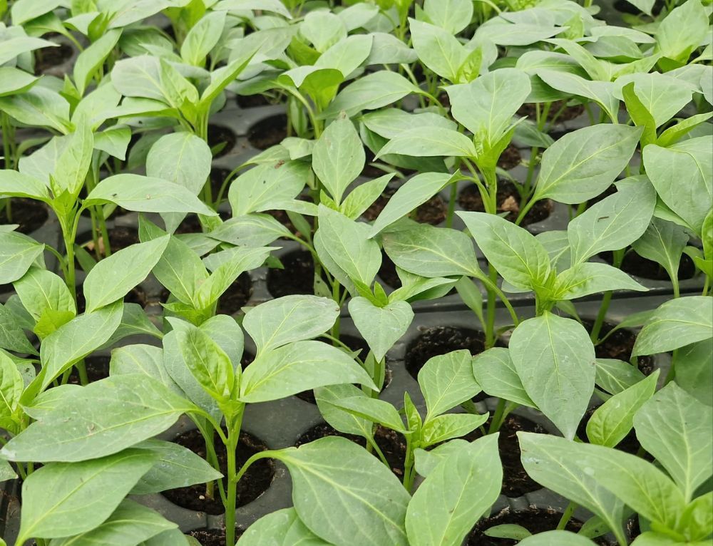 Călirea răsadurilor înainte de plantare – Ghid complet pentru o tranziție reușită!