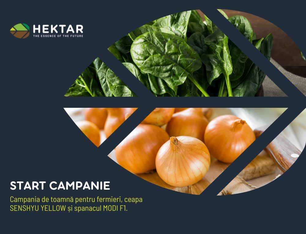 Start campanie pentru ceapa SENSHYU YELLOW și spanacul MODI F1!