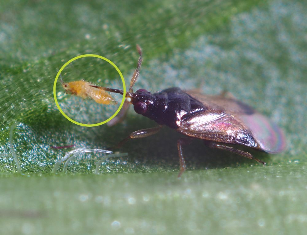 Control biologic cu Amblyseius swirskii și Orius laevigatus!