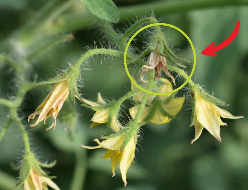 De ce avortează florile la tomate și ce poți face?