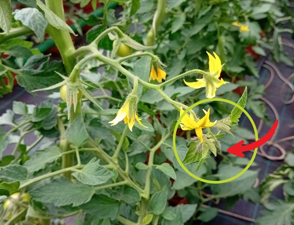 De ce este necesară scurtarea inflorescenței la tomate pentru o producție mai bună?