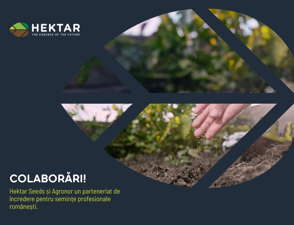 Hektar Seeds și Agronor, semințe profesionale românești la un click distanță!