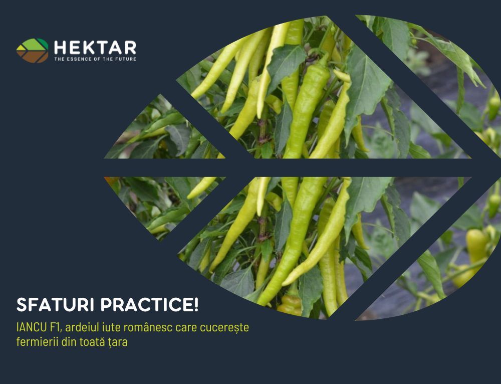 IANCU F1, ardeiul iute românesc care cucerește fermierii din toată țara!