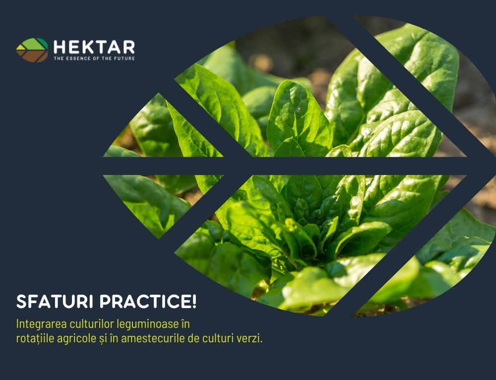 Integrarea culturilor leguminoase în rotațiile agricole și în amestecurile de culturi verzi!