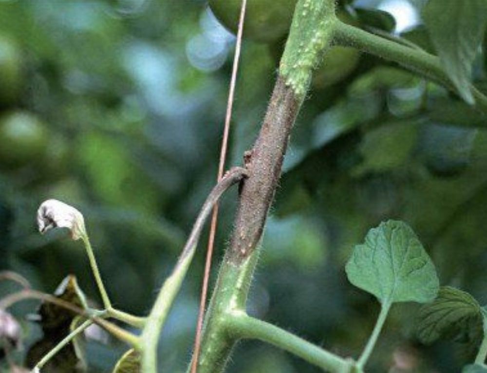 Putrezirea coletului la tomate - Didymella lycopersici