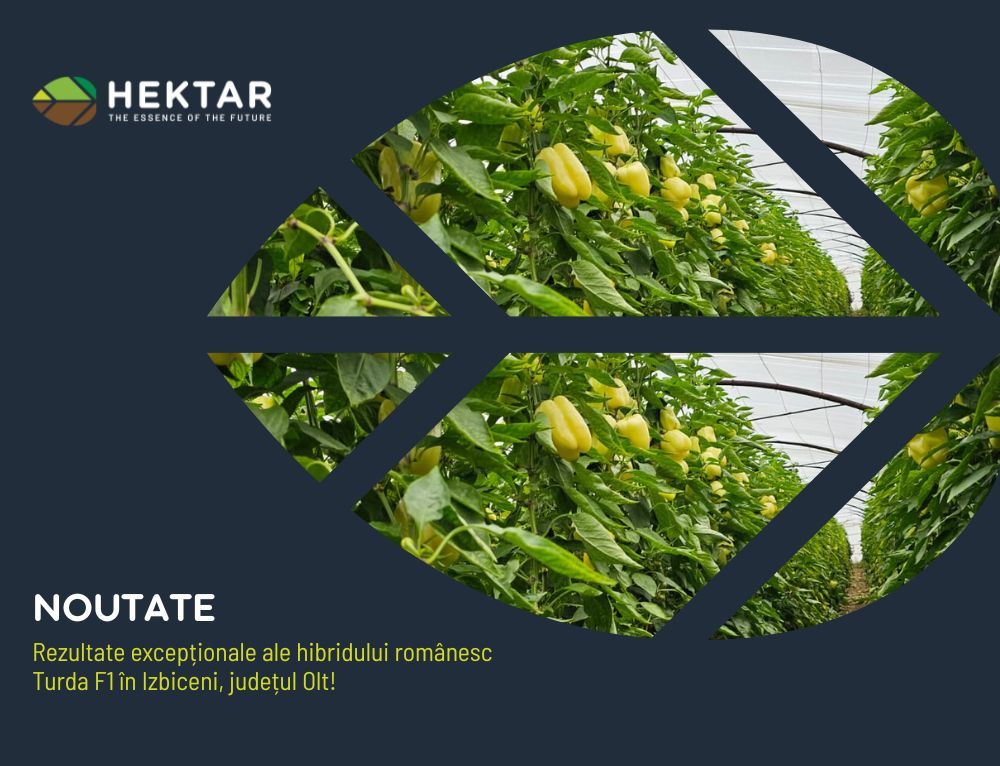 Rezultate excepționale ale hibridului românesc Turda F1 în Izbiceni, județul Olt!