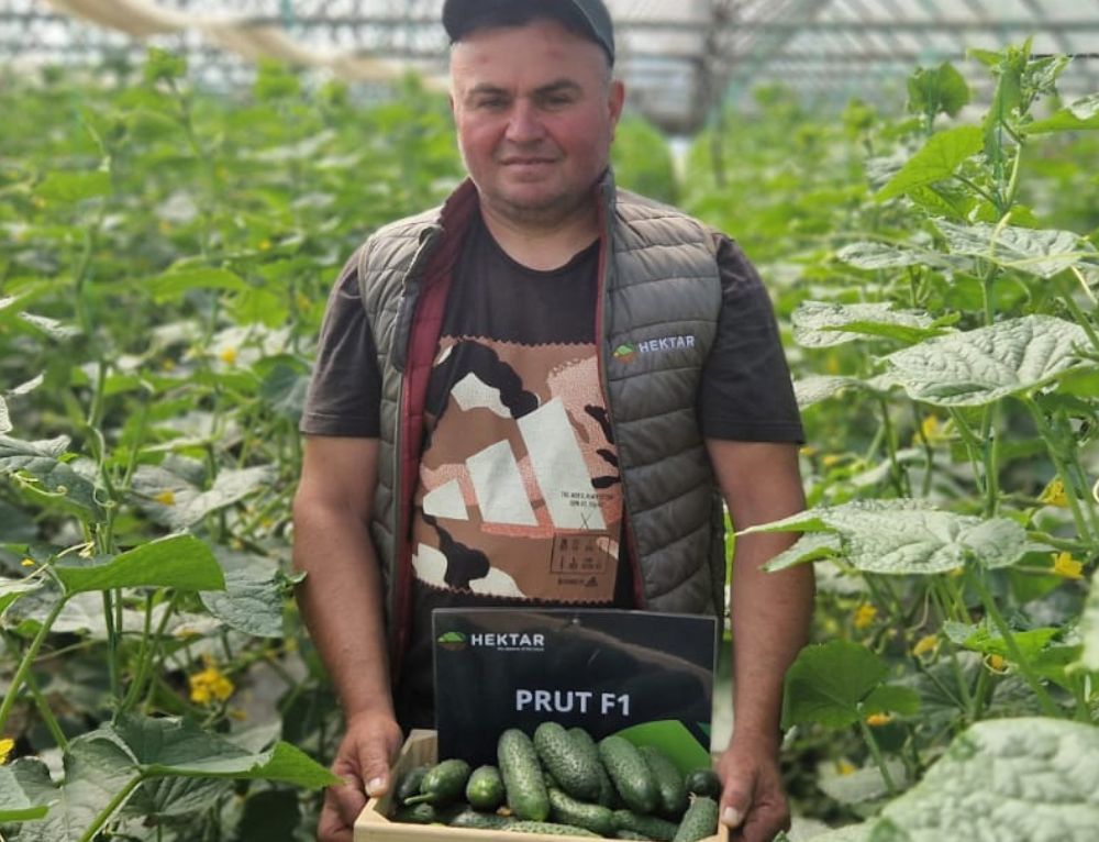 PRUT F1 – Hibrid românesc de castravete cornișon prezentat la primul simpozion de primăvară Hektar