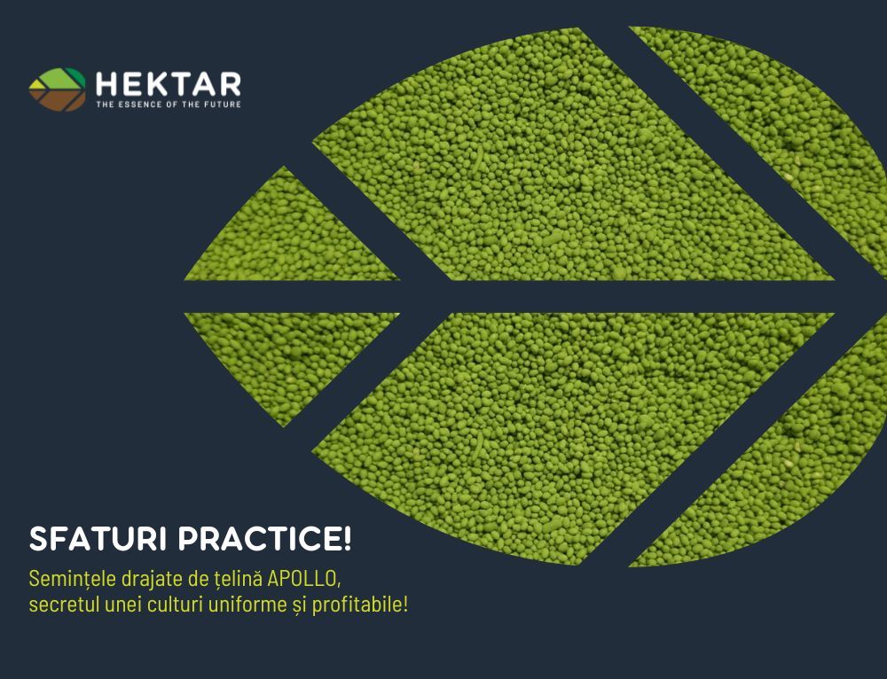 Semințele drajate de țelină Hektar, secretul unei culturi uniforme și profitabile!