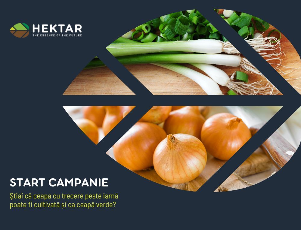 Știai că ceapa cu trecere peste iarnă poate fi cultivată și ca ceapă verde?