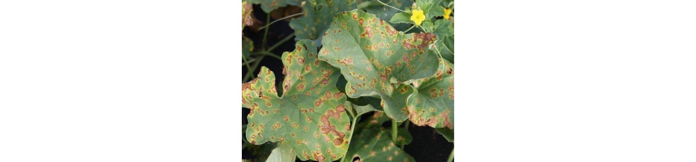 Alternarioza la Cucurbitaceae – Alternaria cucumerina