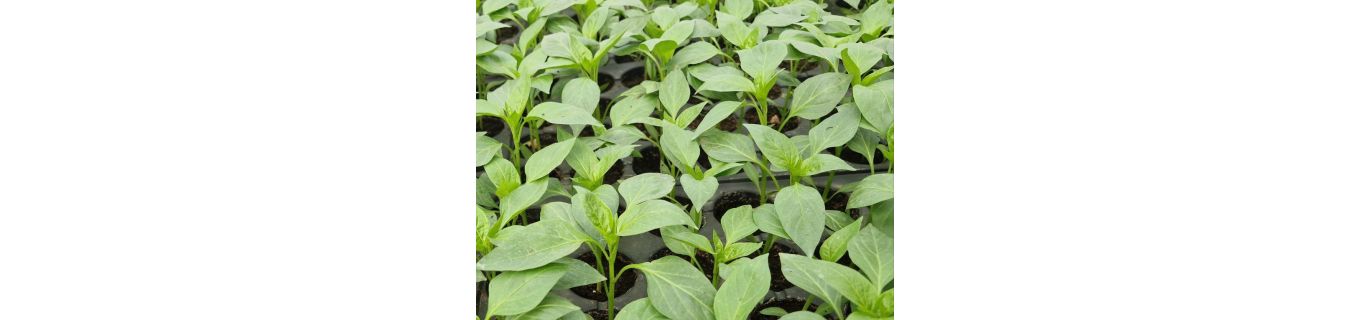 Călirea răsadurilor înainte de plantare – Ghid complet pentru o tranziție reușită!