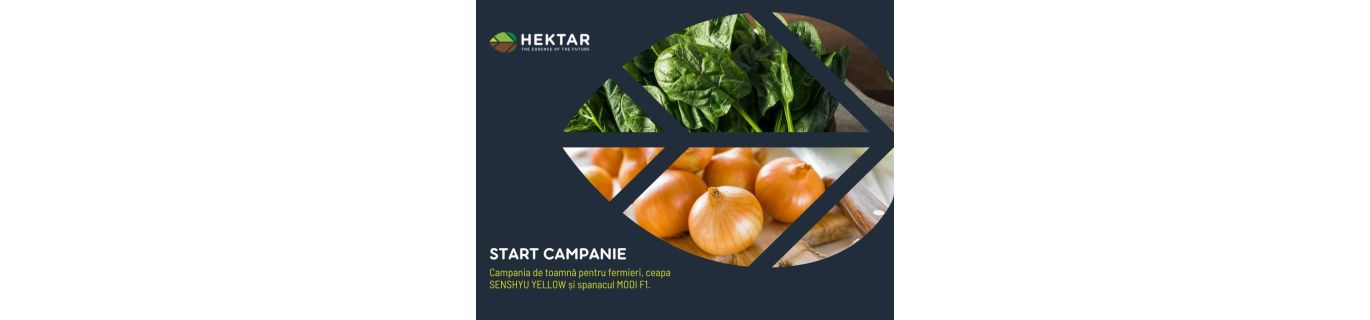 Start campanie pentru ceapa SENSHYU YELLOW și spanacul MODI F1!
