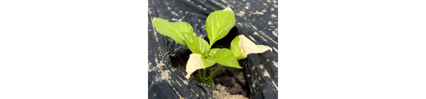 Ce se întâmplă dacă plantezi un răsad de ardei mic în solar?