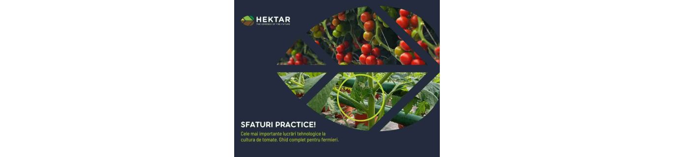 Cele mai importante lucrări tehnologice la cultura de tomate!