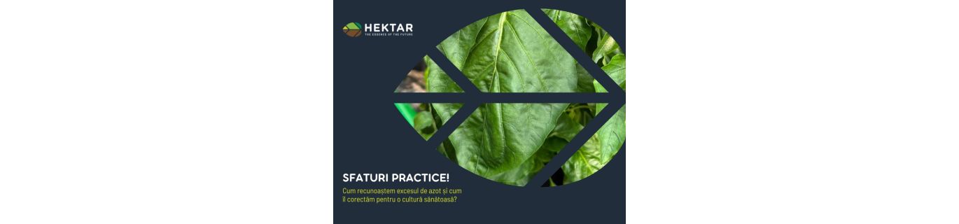 Cum recunoaștem excesul de azot și cum îl corectăm pentru o cultură sănătoasă?