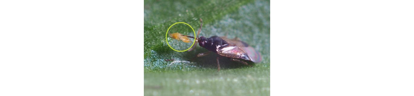 Control biologic cu Amblyseius swirskii și Orius laevigatus!