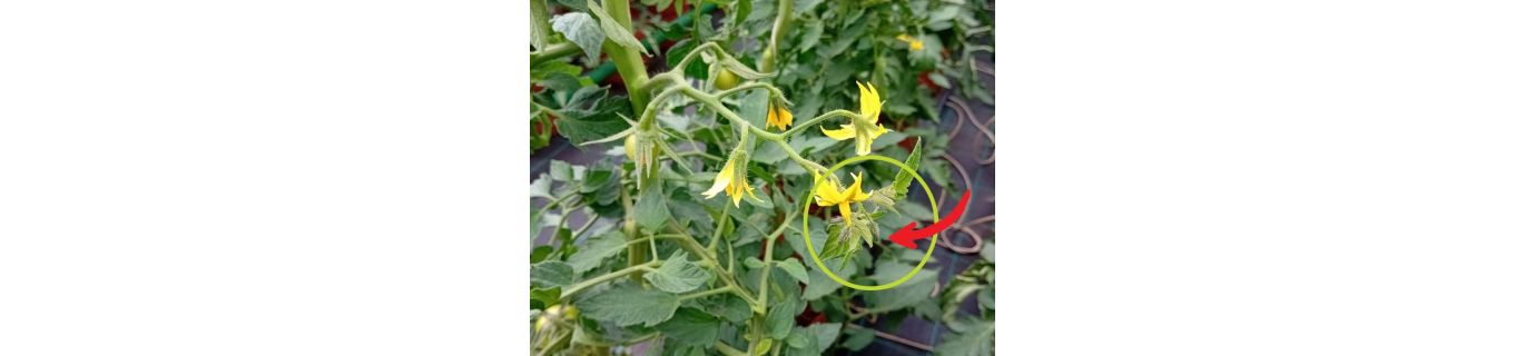 De ce este necesară scurtarea inflorescenței la tomate pentru o producție mai bună?