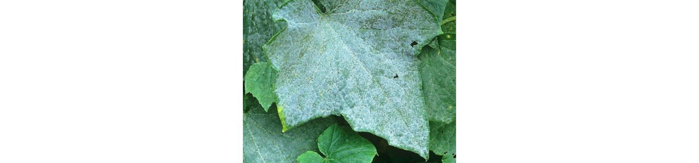 Făinarea la cucurbitaceae- Sphaerotheca fuliginea