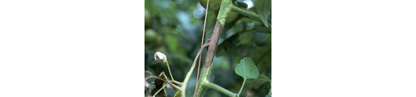 Putrezirea coletului la tomate - Didymella lycopersici