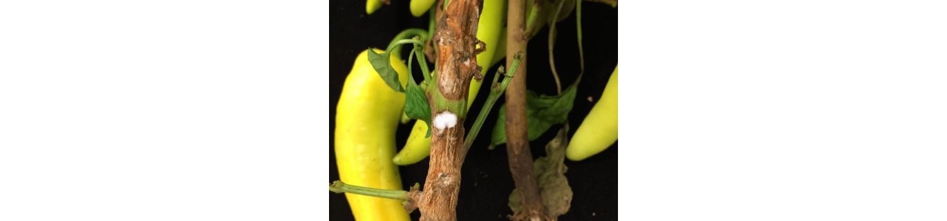 Putregaiul alb la ardei Sclerotinia sclerotiorum