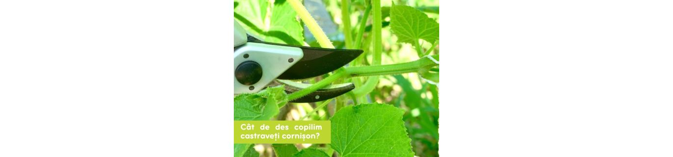 Sfaturi pentru cultivarea castravețiilor