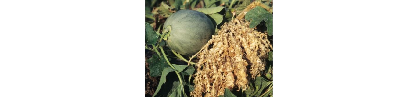 Nematodul rădăcinilor la cucurbitaceae – Meloidogyne incognita