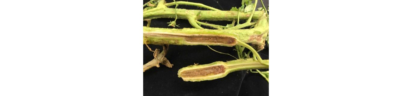 Necroza măduvei tulpinilor de tomate – Pseudomonas corrugata