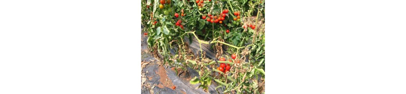 Ofilirea bacteriană a tomatelor – Clavibacter michiganensis