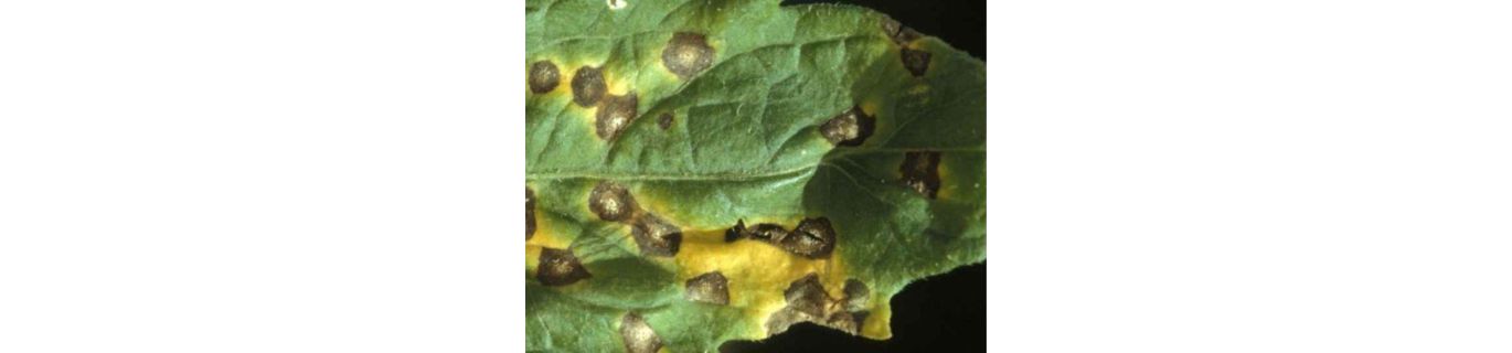 Pătarea albă a frunzelor de tomate – Septoria lycopersici