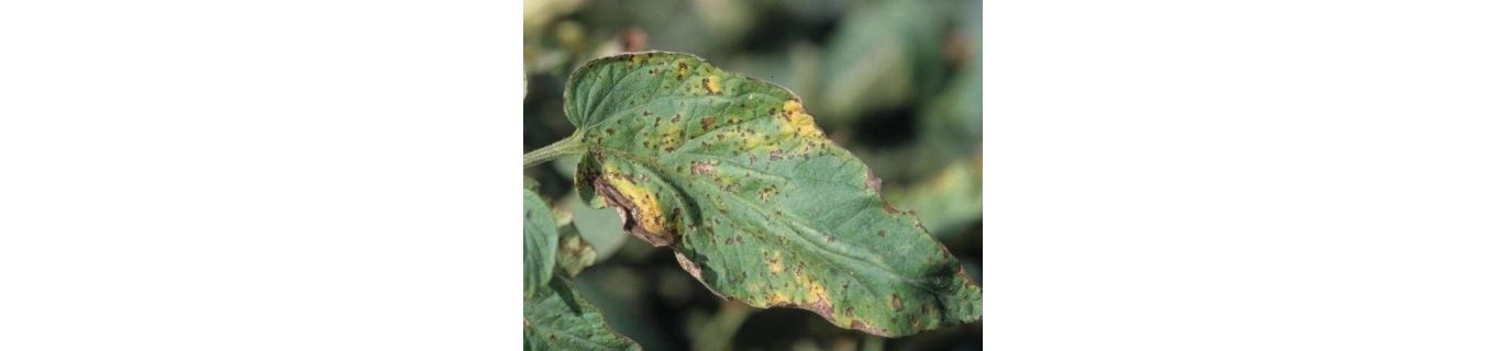 Pătarea pustulară a fructelor de tomate – Pseudomonas syringae