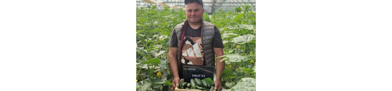 PRUT F1 – Hibrid românesc de castravete cornișon prezentat la primul simpozion de primăvară Hektar