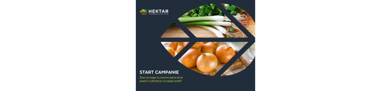Știai că ceapa cu trecere peste iarnă poate fi cultivată și ca ceapă verde?