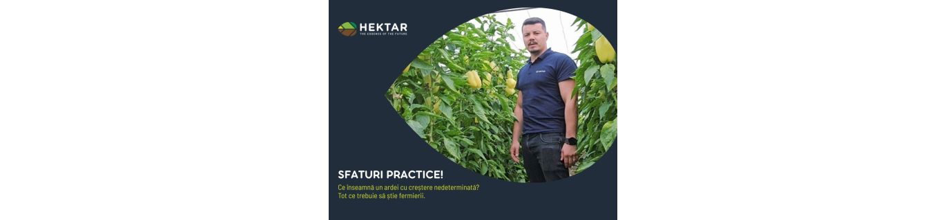 Ce înseamnă un ardei cu creștere nedeterminată? Tot ce trebuie să știe fermierii.