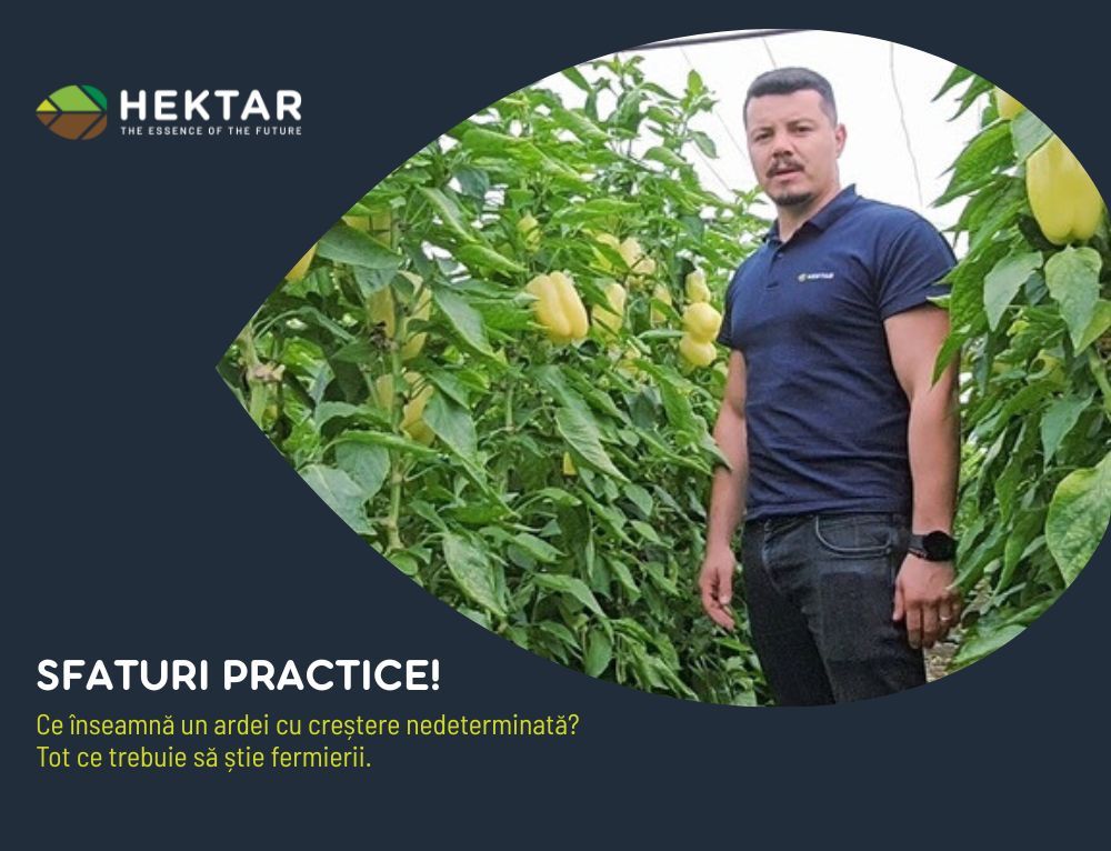 Ce înseamnă un ardei cu creștere nedeterminată? Tot ce trebuie să știe fermierii.